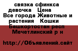 связка сфинкса. девочка › Цена ­ 500 - Все города Животные и растения » Кошки   . Башкортостан респ.,Мечетлинский р-н